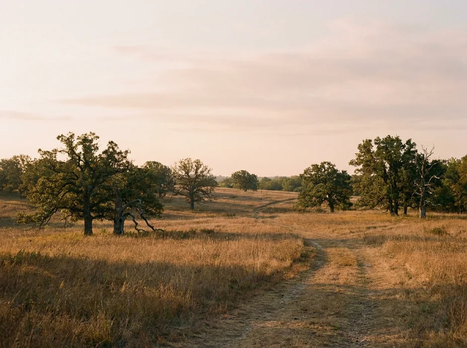 An oak savanna at sunrise in the United States.
